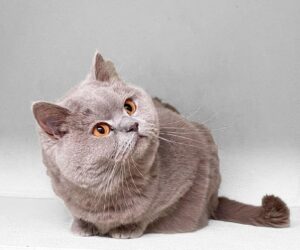 Gray Cat - Coventry Pet Resort