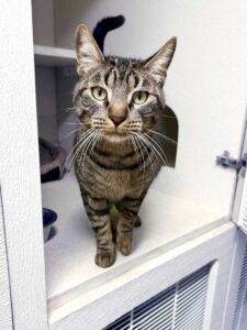 Gray curious cat Coventry_Pet_Resort_IMG_5426B_sm