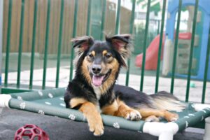 eSantos dog Coventry Pet resort