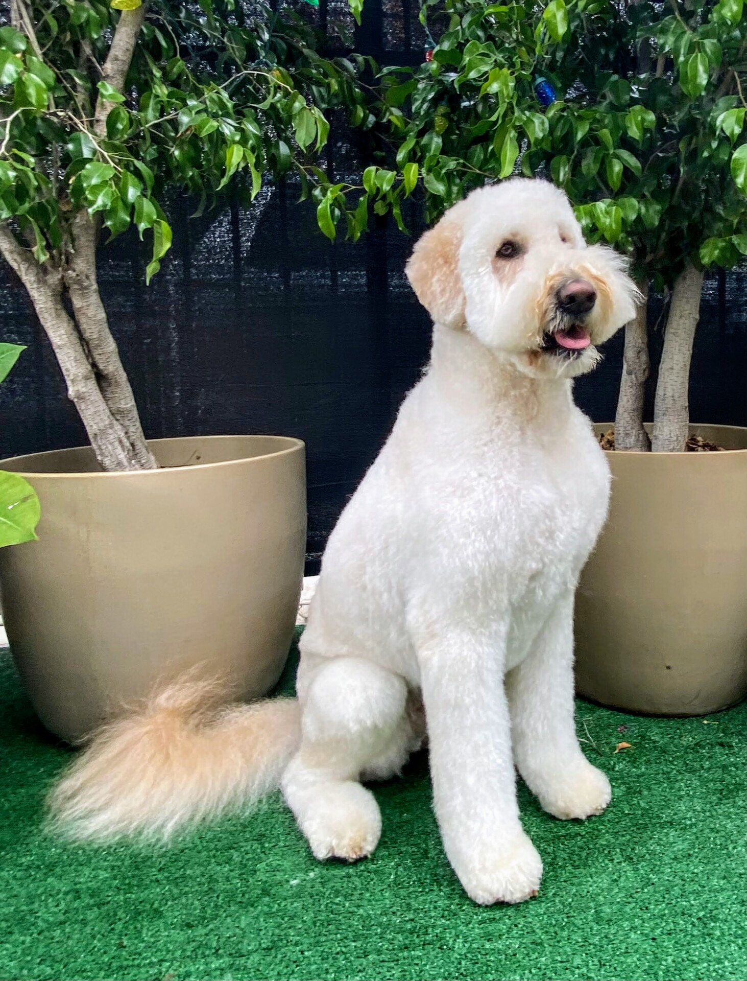 thank you for coventry pet resort review