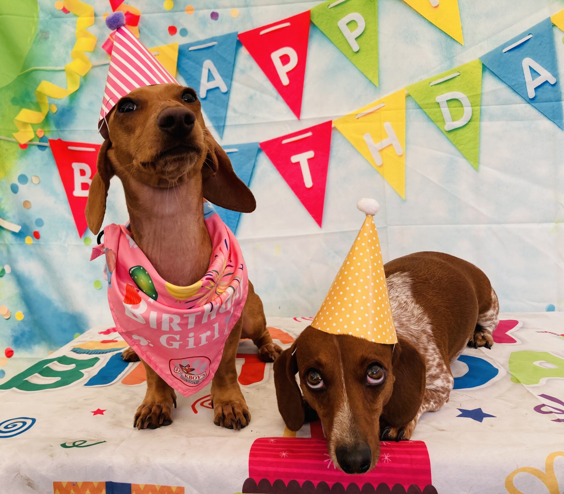 Addie p from yelp review of caventry pet resort