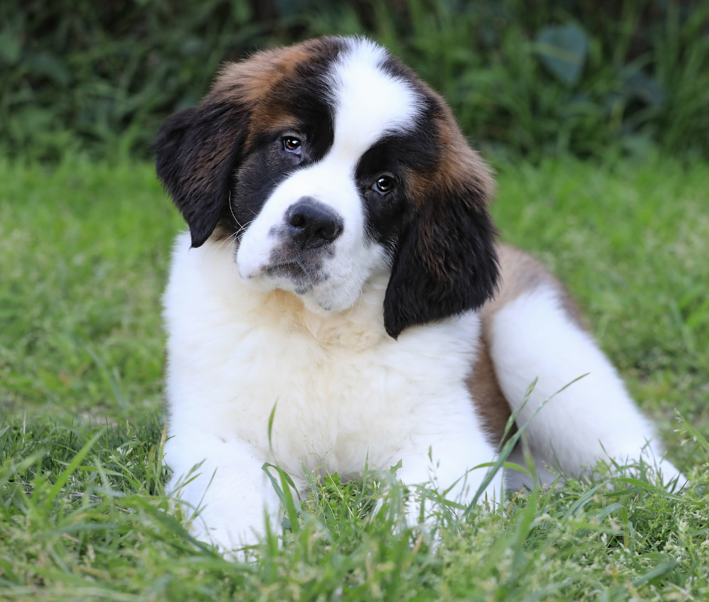 Saint Bernard Coventry pet resort