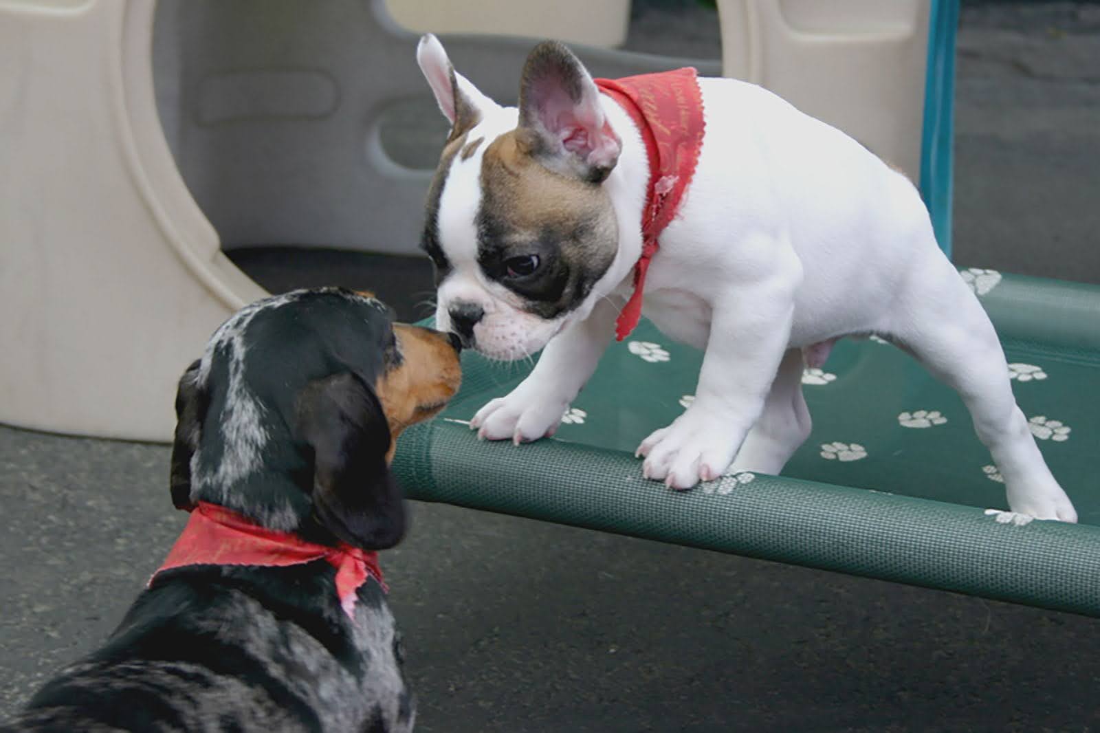 buster and dotty coventry pet resort