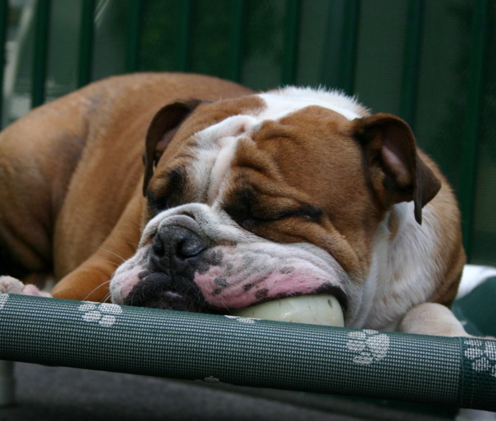 dog lodging puppy coventry pet resrot