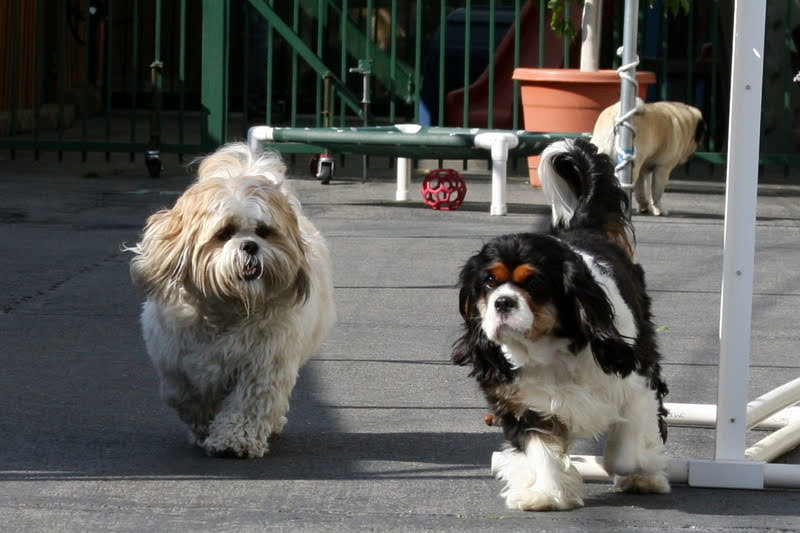 murphy & codi ar coventry pet resort
