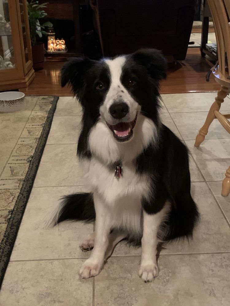 racine coventry pet resort from yelp